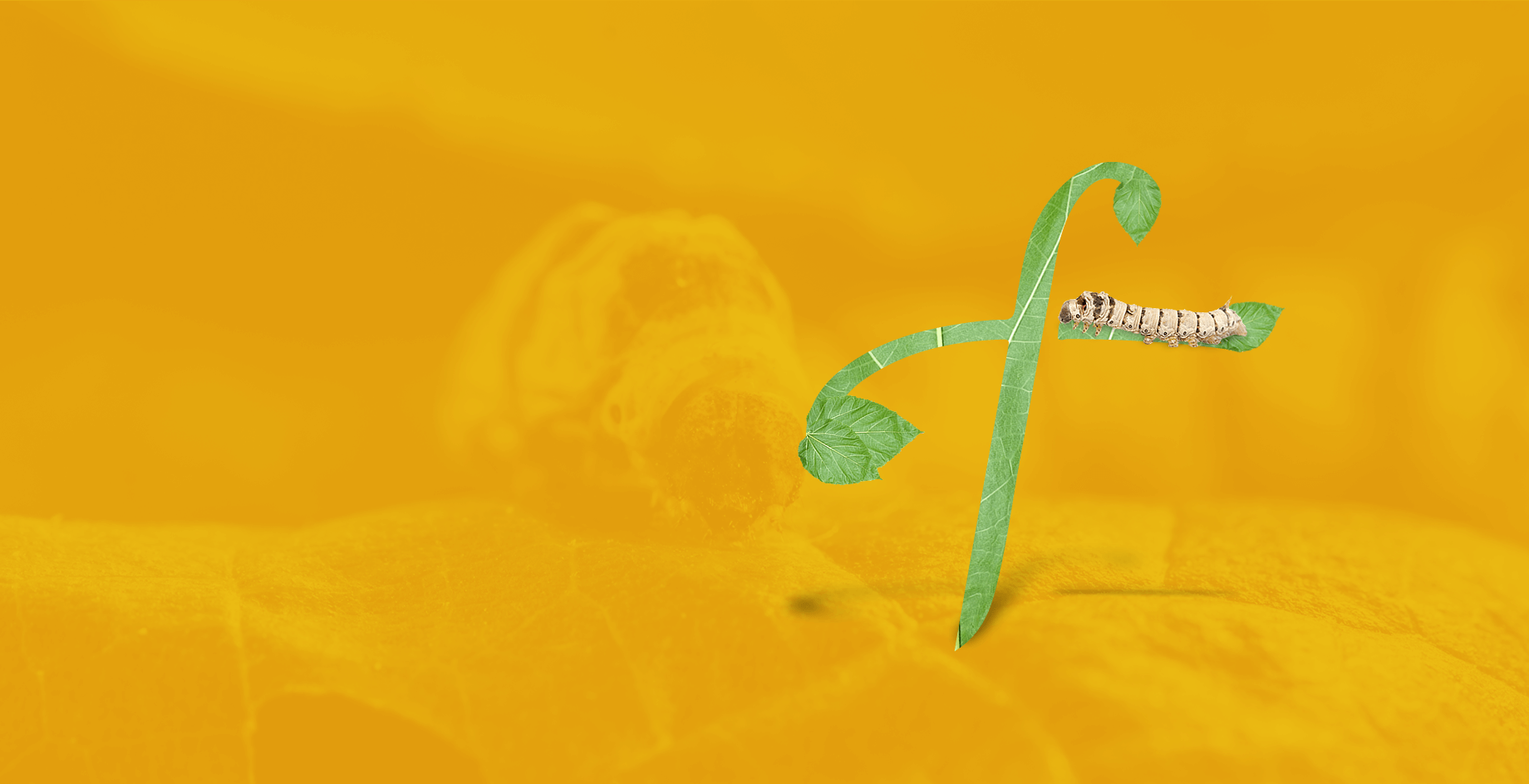 Museu da Seda e do Território